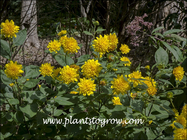 (early September)